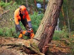 How Our Tree Care Process Works  in  Meridian, MS